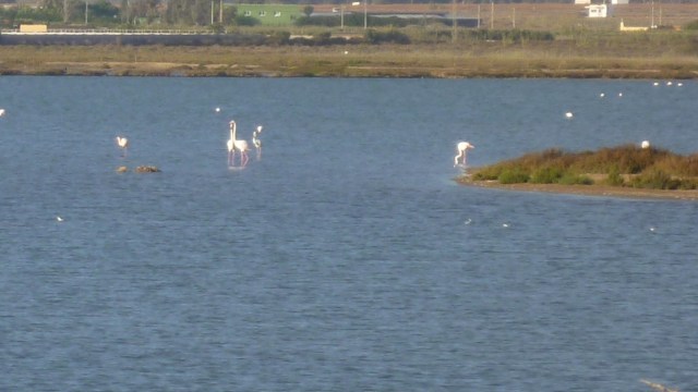 Na de afdaling van Cabo De Gata kom je langs de salinas. Je kunt er vanuit kijkhutten roze flamingo's gadeslaan.