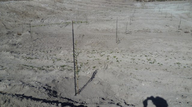 Het gaat om duizenden boompjes die allemaal toch water moeten krijgen.