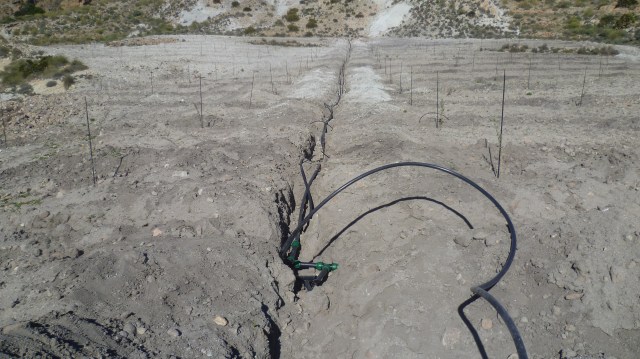 We zien tot onze verrassing dat men begonnen is met de aanplanting van een olijfgaard. Ongelofelijk dat men dat daar doet.