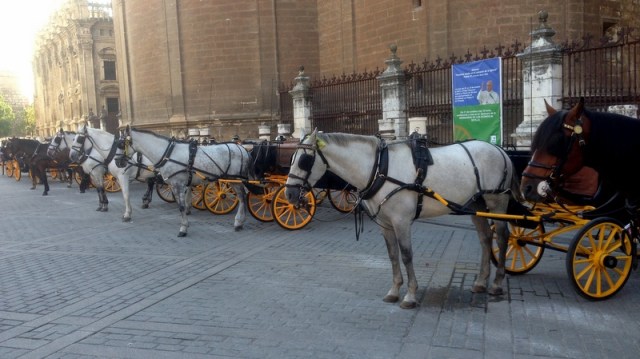 Deze koetsjes staan te wachten op klanten aan de kathedraal. In de semana santa en de feria de abril kort nadien zal het allicht wel drukker zijn. De officiële prijzen liggen in die periode alvast een stuk hoger.