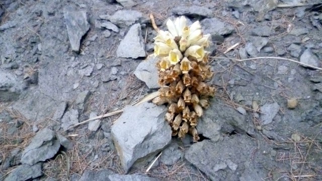 Woestijnhyacinth. maar de juiste benaming kennen we (nog) niet.
