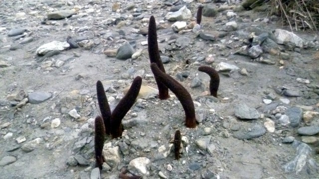 Rare plant die hier en daar uit het niets opschiet. Verder weten we hier niets over. (bruin en harig ziet het eruit)