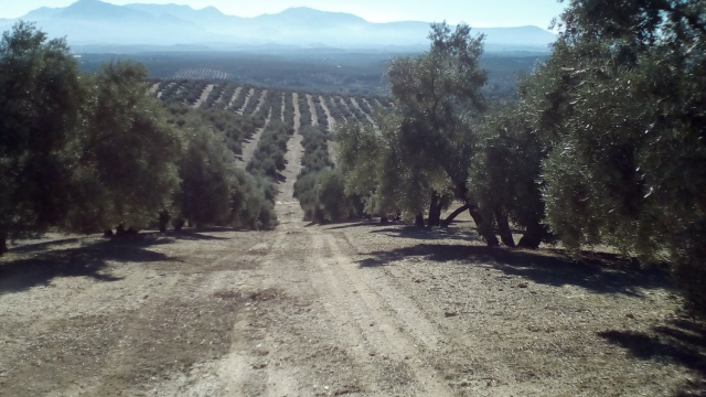 Overal olijfbomen.